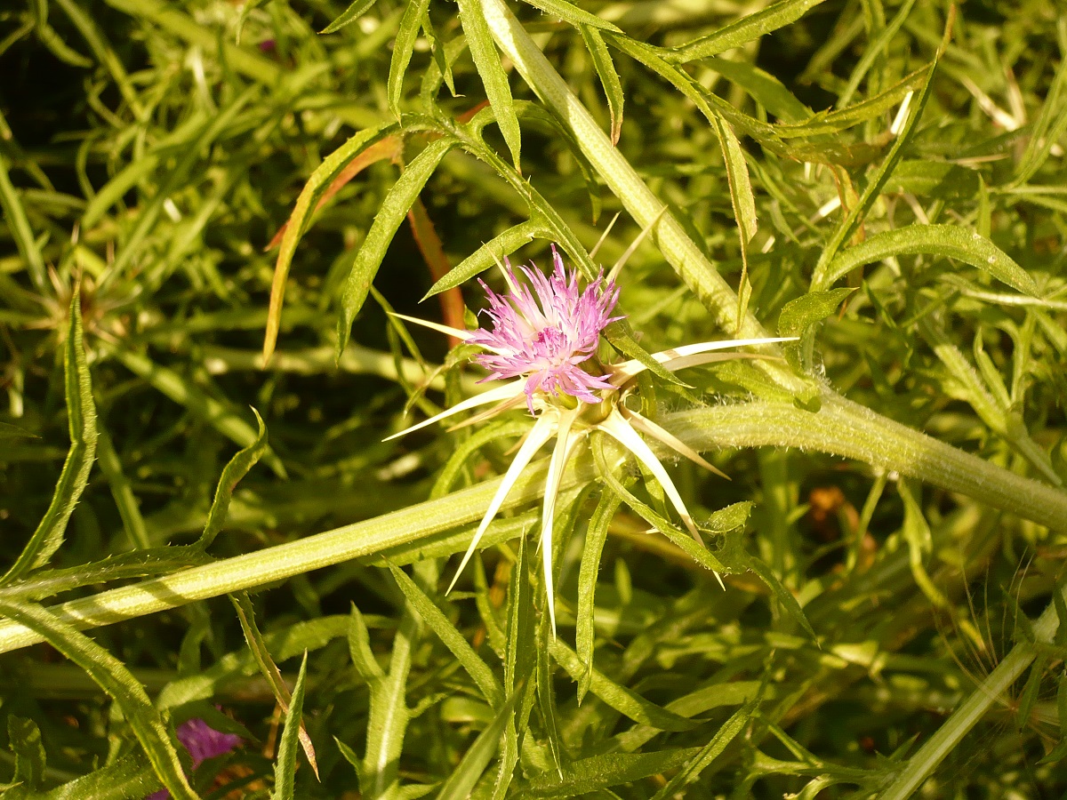 Centaurea calcitrapa (Asteraceae)